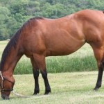 Horse image